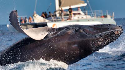 Аналитика МТС: рязанцы открывают для себя Баренцево море